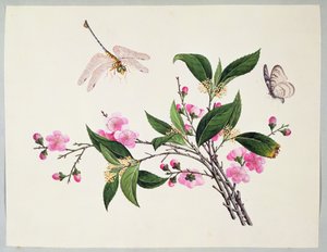 Cherry Blossom Dragonfly och Butterfly